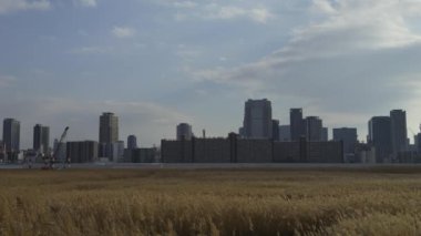 Osaka Umeda City, beautiful scenery of silver grass field on the Yodo River