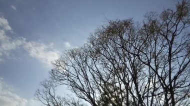 Blue winter sky, dreary landscape of dead trees swaying in the wind