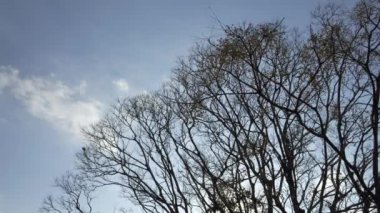 Blue winter sky, dreary landscape of dead trees swaying in the wind