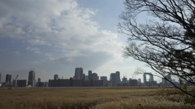 Osaka Umeda City, beautiful scenery of silver grass field on the Yodo River