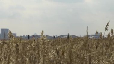 Osaka Umeda City, beautiful scenery of silver grass field on the Yodo River