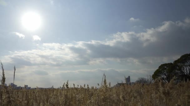 Город Осака Умеда Красивый Пейзаж Серебряного Травяного Поля Реке Йодо — стоковое видео