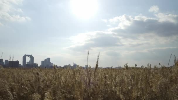 Osaka Umeda City Beautiful Scenery Silver Grass Field Yodo River — Video Stock