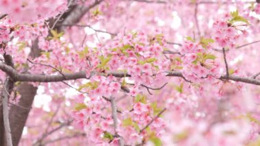 Pink Kawazu cherry blossoms swaying in the wind in spring