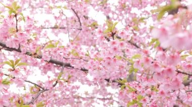 Pink Kawazu cherry blossoms swaying in the wind in spring