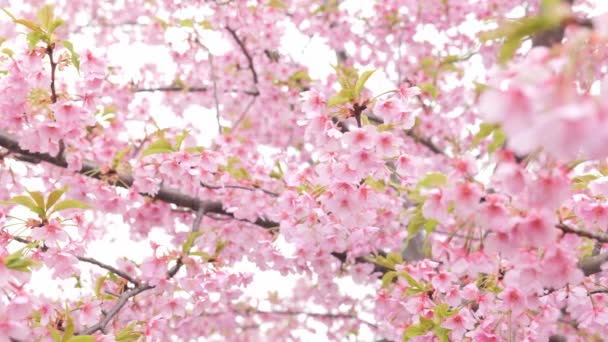 Pink Kawazu Cherry Blossoms Swaying Wind Spring — kuvapankkivideo