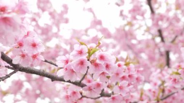 Pink Kawazu cherry blossoms swaying in the wind in spring