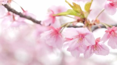 Pink Kawazu cherry blossoms swaying in the wind in spring