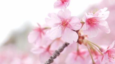 Pink Kawazu cherry blossoms swaying in the wind in spring