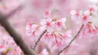 Pink Kawazu cherry blossoms swaying in the wind in spring