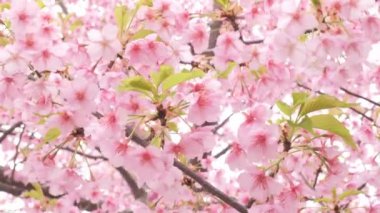 Pink Kawazu cherry blossoms swaying in the wind in spring