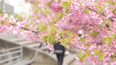 Pink Kawazu cherry blossoms swaying in the wind in spring