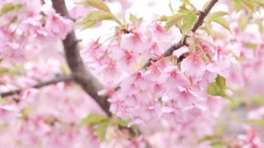 Pink Kawazu cherry blossoms swaying in the wind in spring
