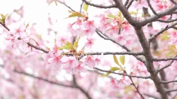 春风中摇曳的粉红Kawazu樱花 — 图库视频影像