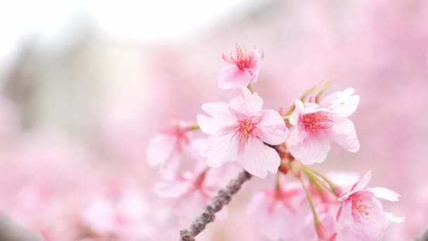 Pink Kawazu Cherry Blossoms Swaying Wind Spring — Stock Video