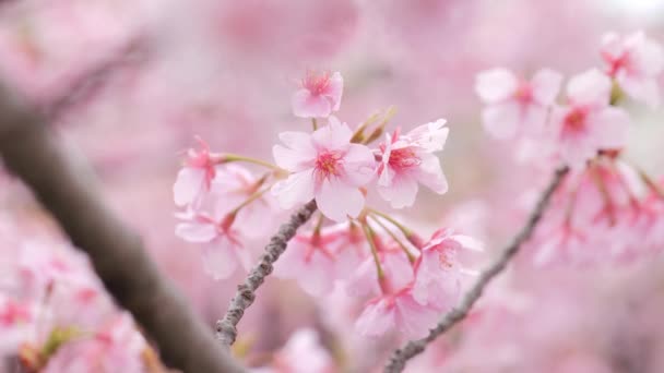 Pink Kawazu Cherry Blossoms Swaying Wind Spring — Stock Video