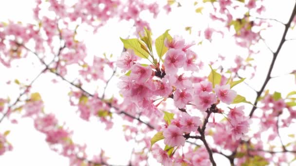 Рожеві Квіти Вишні Кавазу Висівають Вітрі Навесні — стокове відео