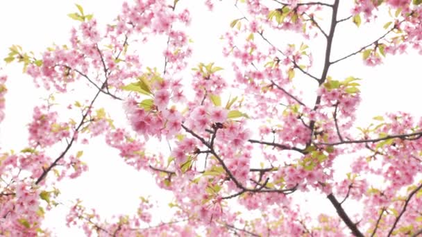 Pink Kawazu Cherry Blossoms Swaying Wind Spring — Vídeo de stock