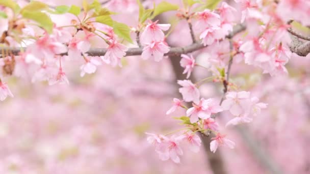 Pink Kawazu Cherry Blossoms Swaying Wind Spring — Vídeo de Stock