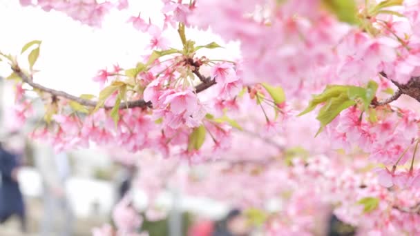 Pink Kawazu Cherry Blossoms Swaying Wind Spring — Vídeo de Stock
