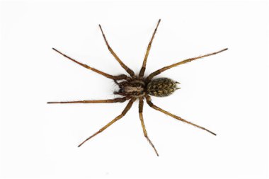Tegenaria örümceğinin beyaz arka planda izole edilmiş makro fotoğrafı