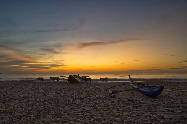 Sonnenuntergang Über Dem Meer Kühe Und Boote Strand Bewölkter Himmel — Stockfoto