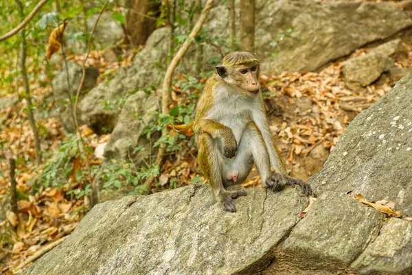 Ormandaki vahşi maymunlar Sri-Lanka 'da kayalar.