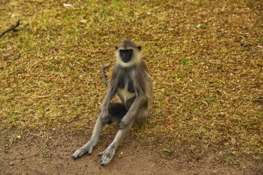 Sri Lanka ormanında vahşi maymun ailesi