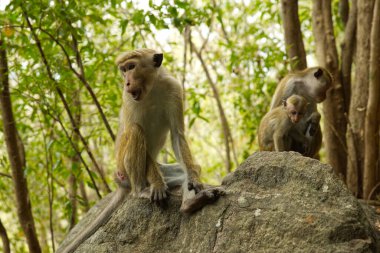 Sri Lanka ormanında vahşi maymun ailesi