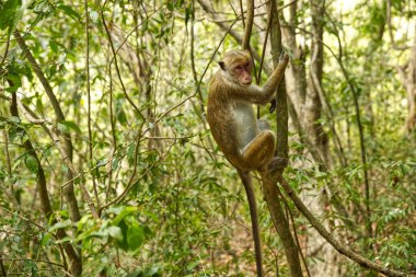 Sri Lanka ormanında vahşi maymun ailesi