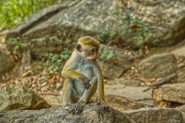 Sri Lanka ormanında vahşi maymun ailesi