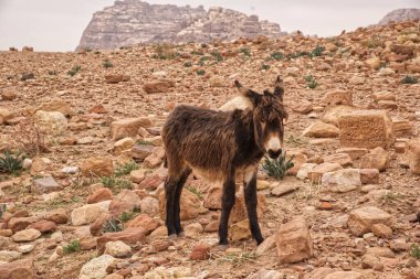 Ürdün antik kentinde Eşek Petra kayalarda