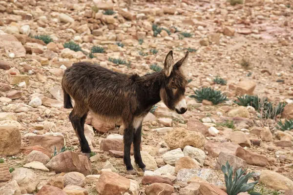 Ürdün antik kentinde Eşek Petra kayalarda