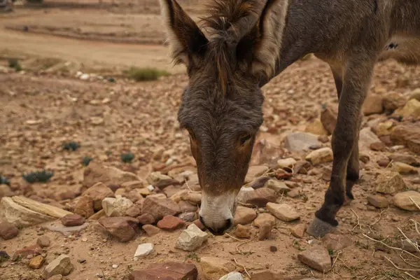 Ürdün antik kentinde Eşek Petra kayalarda