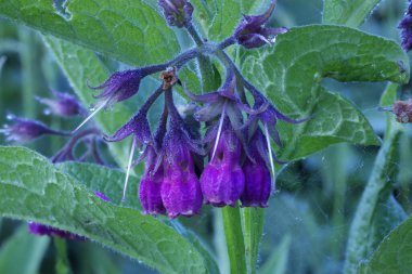 Mor çiçekli çanlar sabahın erken saatlerinde