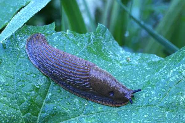 Yeşil yapraklı salyangoz (salyangoz) ve sabah çiği