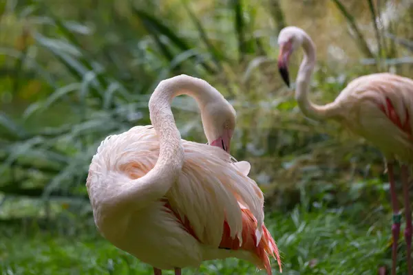 Grea bölgesinde poz veren flamingo grubu gagalı tüyleri temizliyor.