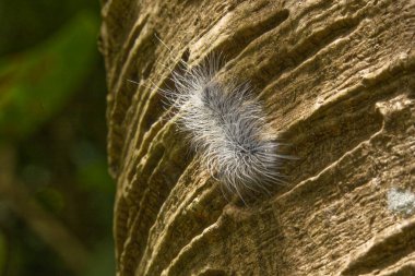 Ağacın kabuğunda sürünen kıllı tırtıl.