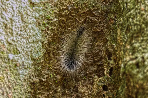 Ağacın kabuğunda sürünen kıllı tırtıl.