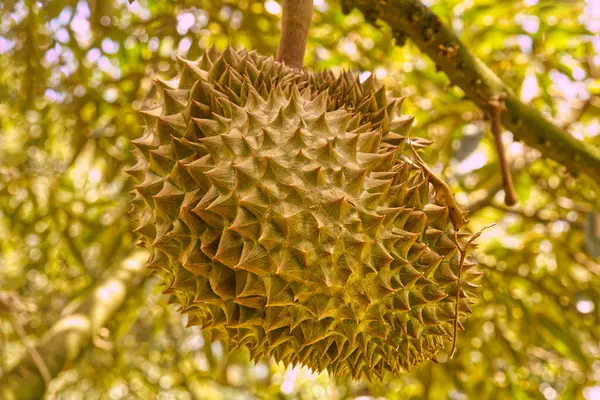 Tayland 'daki tarım çiftliğindeki ağaçlardaki Durian meyveleri