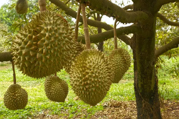 Tayland 'daki tarım çiftliğindeki ağaçlardaki Durian meyveleri