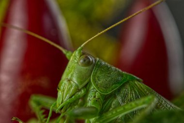 Grasshopper head close-up clipart