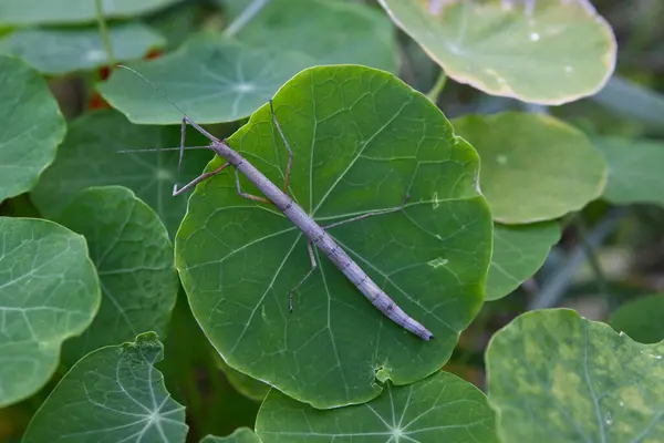 Yürüyen sopa çekirgesi (Phasmatodea) bahçede büyük yeşil bir yaprağın üzerinde oturur, yaz günü, makro.