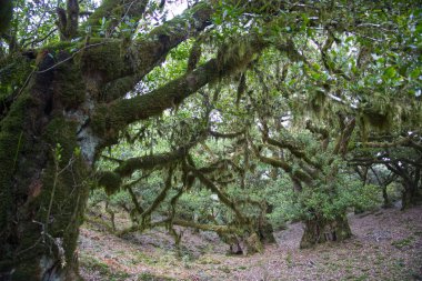 Portekiz 'in Madeira adasındaki eski bir yağmur ormanında yeşil yosunlarla kaplı ağaçlar. Avrupa 'da benzer büyümeyi görebileceğiniz çok az yer vardır.