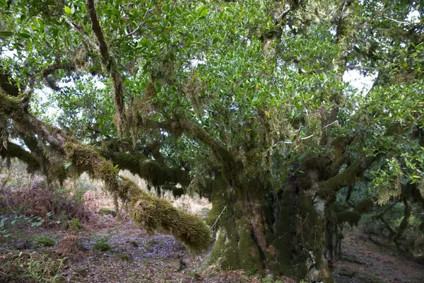 Portekiz 'in Madeira adasındaki eski bir yağmur ormanında yeşil yosunlarla kaplı ağaçlar. Avrupa 'da benzer büyümeyi görebileceğiniz çok az yer vardır.