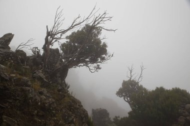 Mutlak siste garip şekilli ağaçlar. Bir kış günü. Portekiz 'in Madeira adasının en yüksek noktası Pico Ruivo yolunda. Yüksek irtifalarda, havayı tahmin etmek çok zordur, genellikle sis ve çılgın rüzgar vardır.