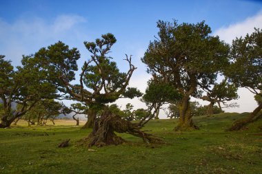 Portekiz 'in Madeira adasında yer alan peri bahçesi ya da bulut ormanı olarak da bilinen Laurisilva defne ormanının hayatta kalan en büyük bölgesidir.