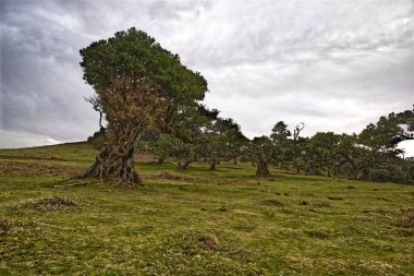 Mutlak siste garip şekilli ağaçlar. Bir kış günü. Portekiz 'in Madeira adasının en yüksek noktası Pico Ruivo yolunda.. 