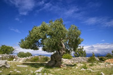 Hırvatistan 'ın Pag Adası' ndaki Lun köyündeki zeytin bahçelerinde tuhaf ve süslü zeytin ağaçları