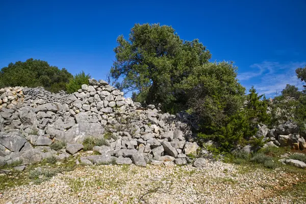 Hırvatistan 'ın Pag Adası' ndaki Lun köyündeki zeytin bahçelerinde tuhaf ve süslü zeytin ağaçları